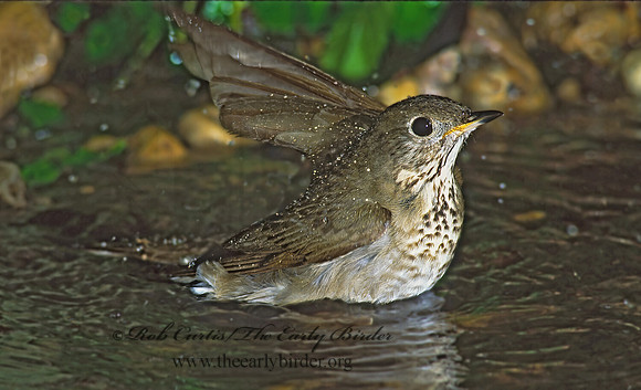 Catharus minimus  GRAY-CHEEKED THRUSH 191623z