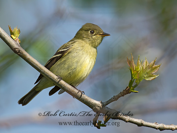 Empidonax flaviventris  YELLOW-BELLIED FLYCATCHER 9022016z