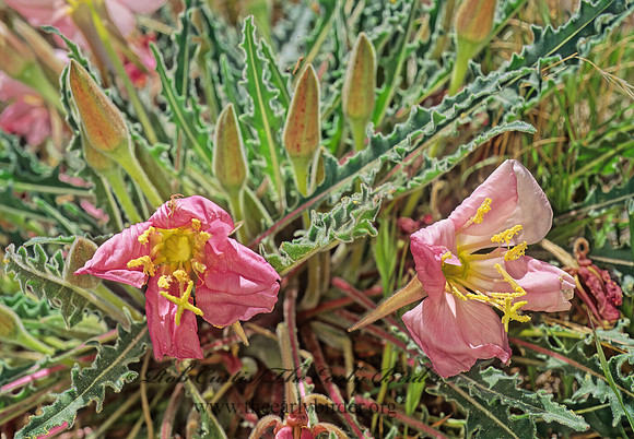 Oenothera caespitosa  TUFTED PRIMROSE 122424z