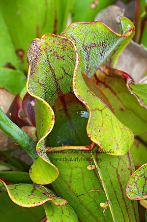 Sarracenia purpurea  PURPLE PITCHER PLANT 3013883z