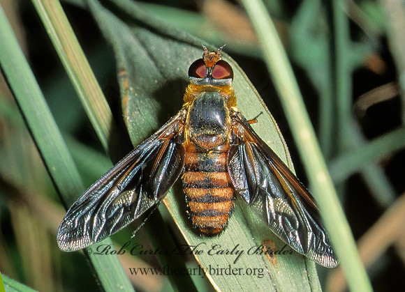 Poecilanthrax marmoreus  VILIINI BEE FLY 53322z