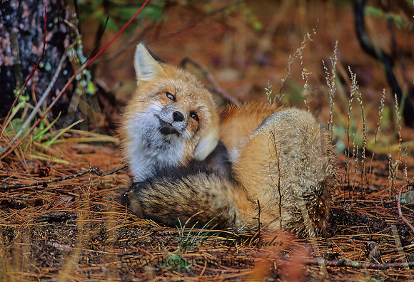 Vulpes vulpes  RED FOX 61618z