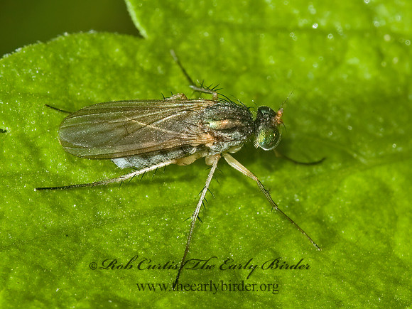 Dolichopus  LONGLEGGED FLY 5002452z