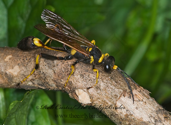 Sceliphron caementarium 6012604z