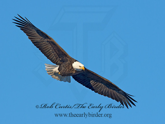 Haliaeetus leucocephalus  BALD EAGLE 9018592z