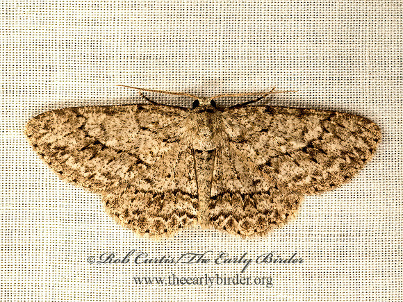 Ectropis crepuscularia  SMALL ENGRAILED 9047845z