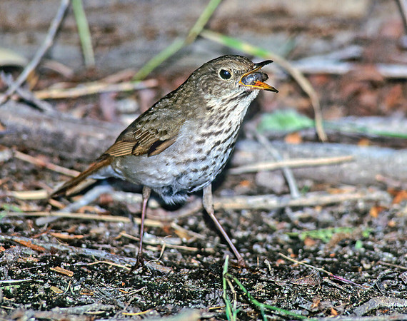 Catharus guttatus  HERMIT THRUSH 127636z