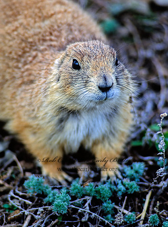 Cynomys ludovicianus  BLACK-TAILED PRAIRIE DOG 144032z