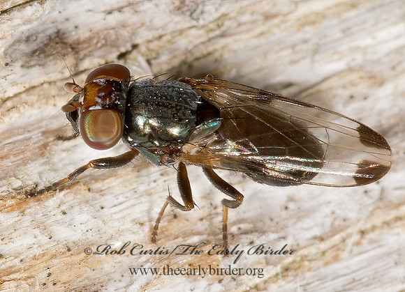 Euxesta notata  PICTURE-WINGED FLY  9014840z