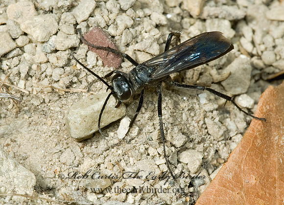 Episyron biguttatus 5015116z