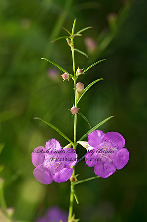 Agalinis purpurea  PURPLE FALSE FOXGLOVE 9040759z