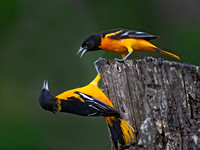 Icterus galbula  BALTIMORE ORIOLE