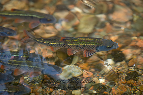 Luxilus cornutus  COMMON SHINER 9033023z