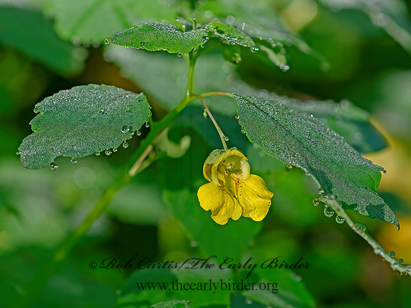 Impatiens pallida  YELLOW JEWELWEED 1304657z