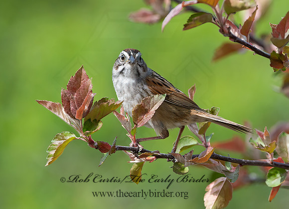 Melospiza georgiana  SWAMP SPARROW 9043028z