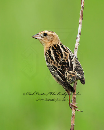 Dolichonyx oryzivorus  BOBOLINK 3008382z