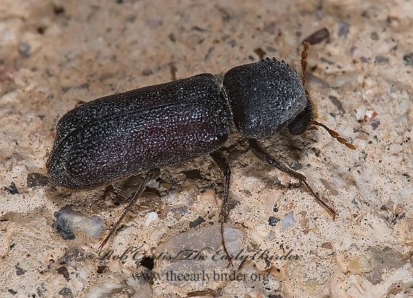 Amphicerus simplex  HORNED POWDER POST BEETLE 6024708z