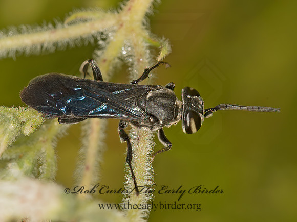 Larra anails SQUARE-HEADED WASP 9050865z