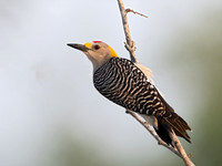 Melanerpes aurifrons  GOLDEN-FRONTED WOODPECKER 3034016z