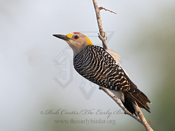 Melanerpes aurifrons  GOLDEN-FRONTED WOODPECKER 3034016z