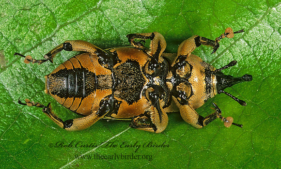 Sphenophorus aequalis 1112505z