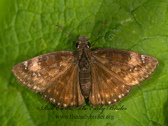 Erynnis horatius  HORACE'S DUSKY WING 9041232z