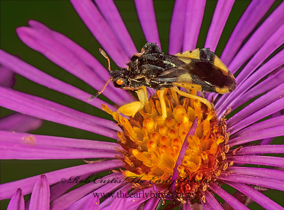 Phymata 116205z