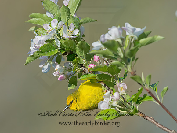 Vermivora cyanoptera  BLUE-WINGED WARBLER 9029641z