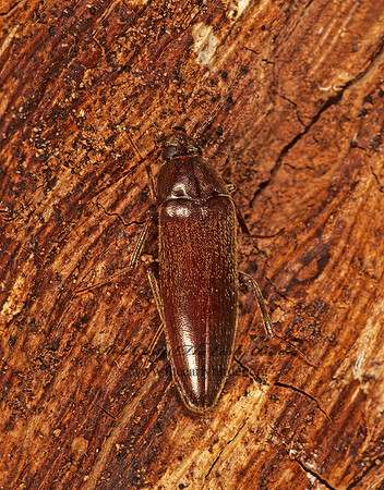 Synchroa punctata 1113627z