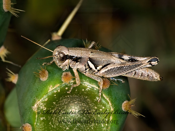 Melanoplus cameronis  BROWNSVILLE SHORT-WINGED GRASSHOPPER 6024093z