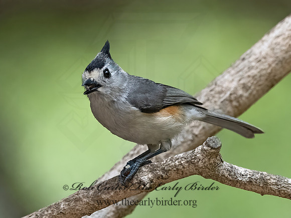 Baeolophus atricristatus  BLACK-CRESTED TITMOUSE 3031233z