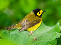 Setophaga citrina HOODED WARBLER 8028232z