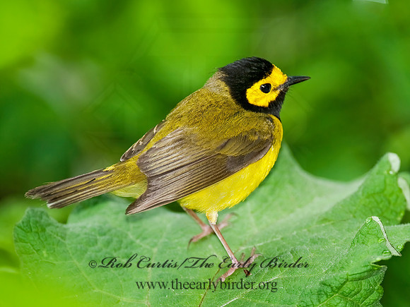Setophaga citrina  HOODED WARBLER 8028232z