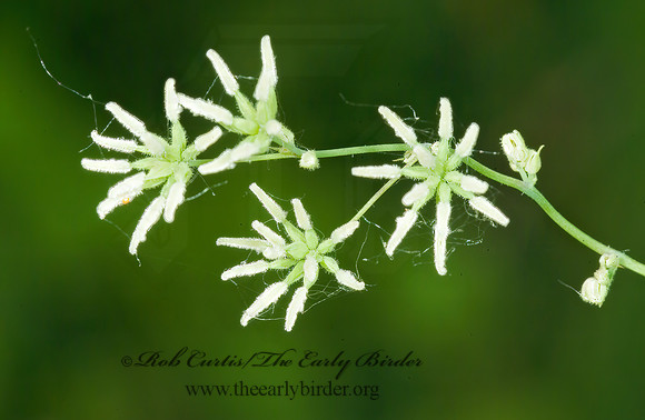 Thalictrum  MEADOW RUE 4003094z