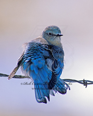 Sialia currucoides  MOUNTAIN BLUEBIRD  119902z