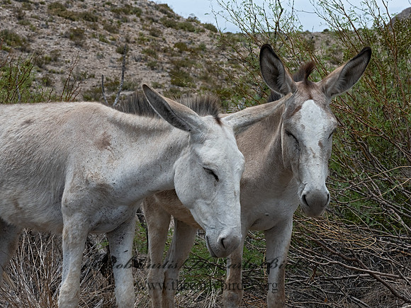 Equus asinus  DONKEY 3038246-z