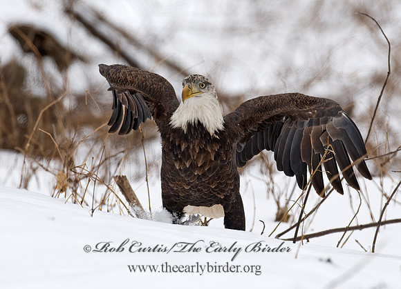 Haliaeetus leucocephalus  BALD EAGLE 8009920z