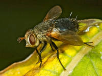 Archytas analis complex TACHINID FLY 5015505z
