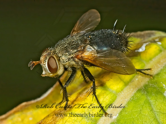 Archytas analis complex  TACHINID FLY 5015505z