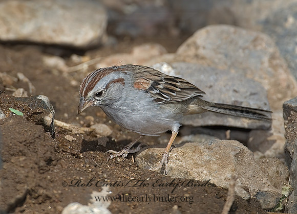 Peucaea carpalis  RUFOUS-WINGED SPARROW 7007971z