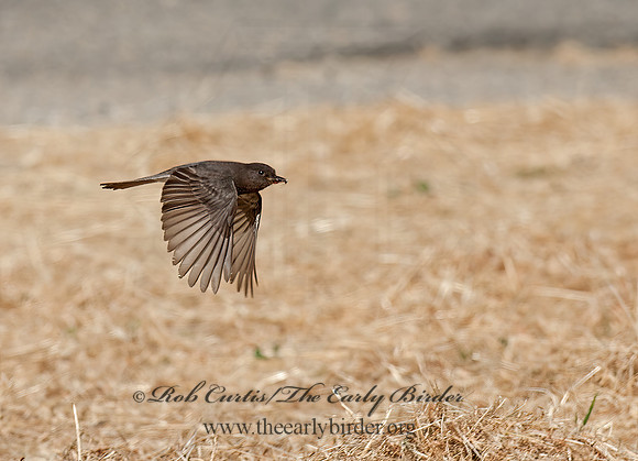 Sayornis nigricans  BLACK PHOEBE 8036819z