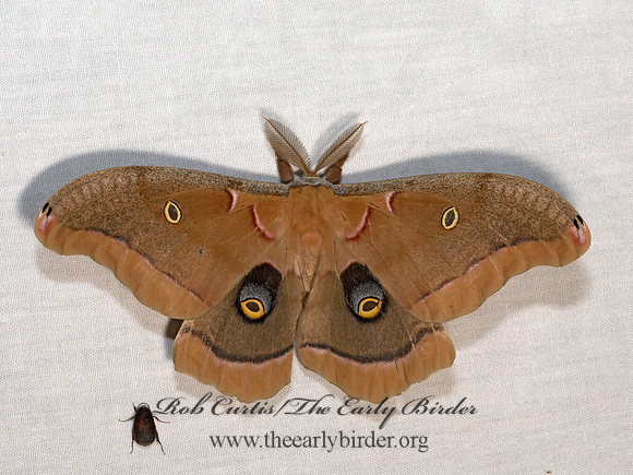 Anthereaea polyphemus  POLYPHEMUS MOTH 3028484-z