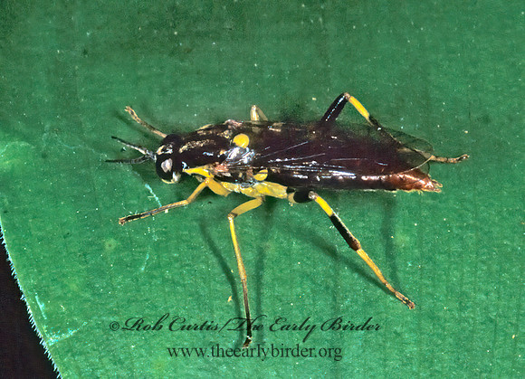 Xylomya simillima  XYLOMYID FLY 1287830z