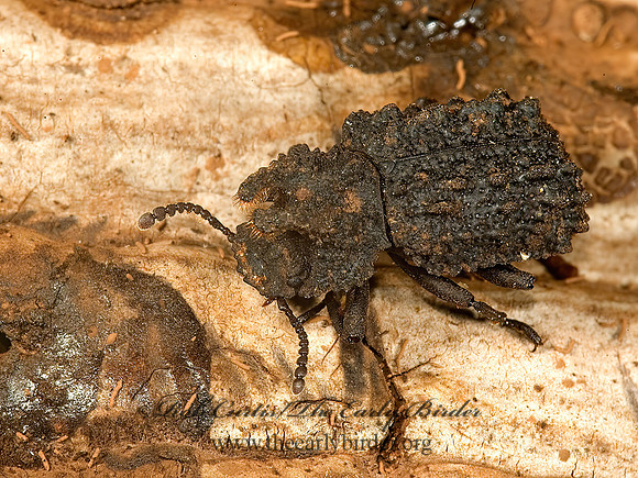 Bolitotherus cornutus  FORKED FUNGUS BEETLE 5011186z