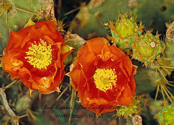 Opuntia polyacantha  PINK PLAINS PRICKLY PEAR 88912z