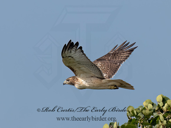 Buteo jamaicensis RED-TAILED HAWK 9084348z