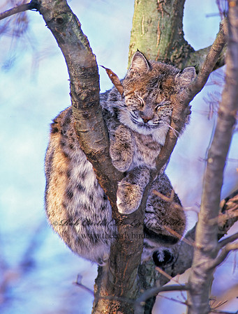 Lynx rufus  BOBCAT 212919z