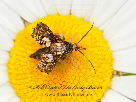 Thyris maculata  SPOTTED THYRIS MOTH 3013659z