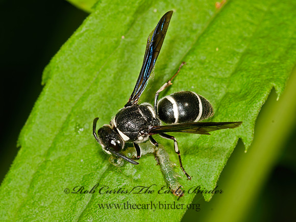 Euodynerus schwarzi  MASON WASP 3013237z