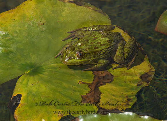 Lithobates chiricahuensis  CHIRICAHUA LEOPARD FROG 6026739 z